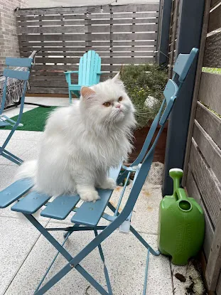 The Williamsburg Cat Sitter