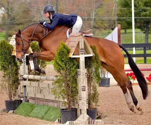 Thorne Hill Equestrian
