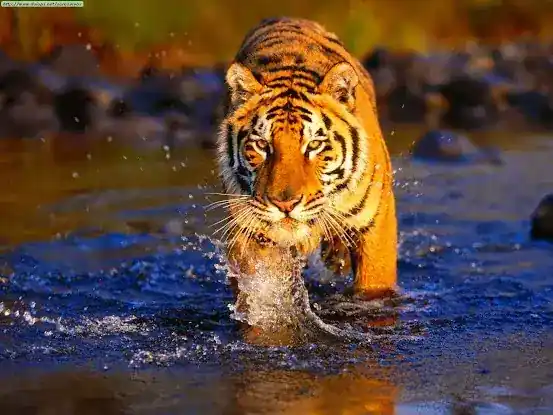 Tiger Leasing