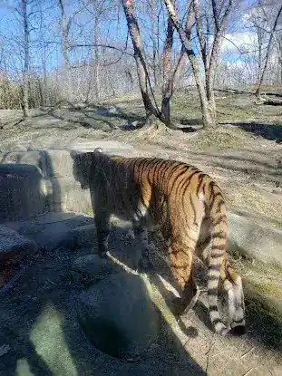 Tiger Mountain at Bronx Zoo