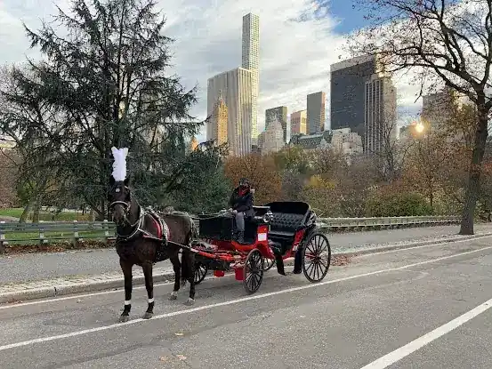 Time and Again Horse & Carriage
