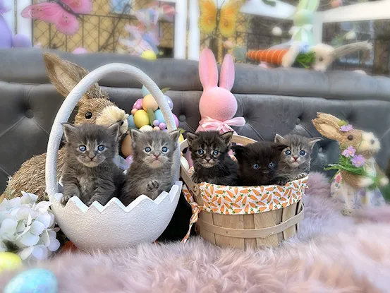 Tiny Cuties NYC