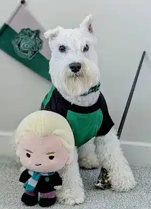 Tommy's Pet Salon LLC