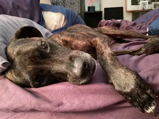 Tom's Pet Sitting Service