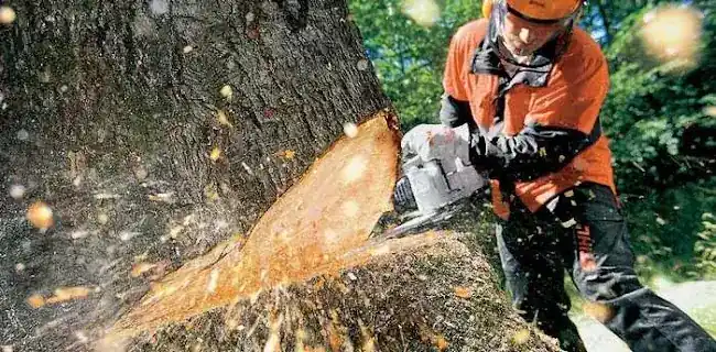Tree Cutting and Trimming of the Bronx