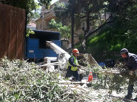 Tree King Tree Service, Inc.