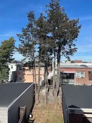 Tree Service Experts Jamaica