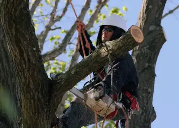 Tree Service & Removal Mineola