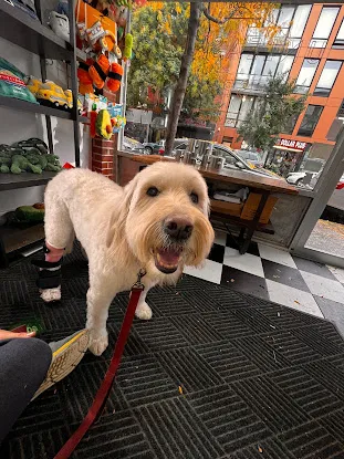 Unleashed Spa Pet Grooming