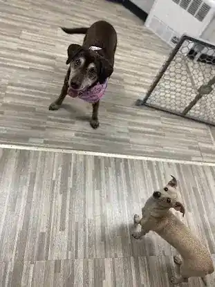 UP PUP