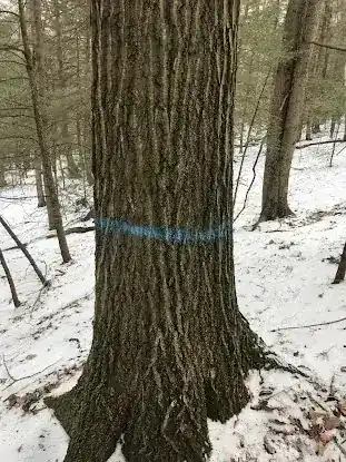 Upstate New York Forestry Services LLC