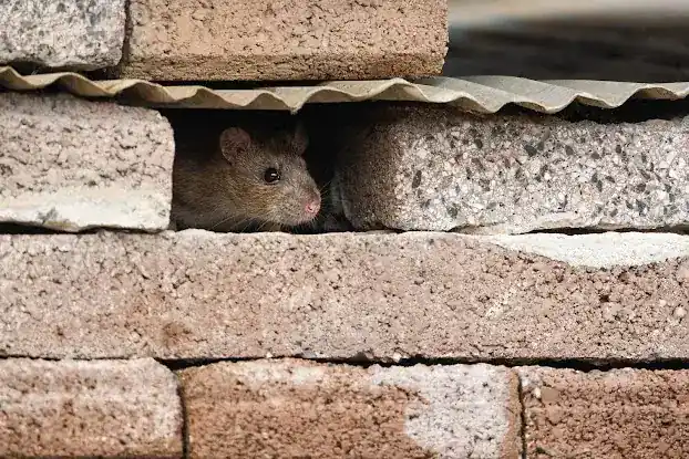 Uptown Pest Control