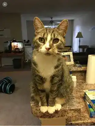 Urban Animal