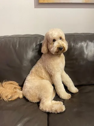 Urban Dog / Fuzzybutz Dog Grooming, Dog Walking, Daycare and Boarding