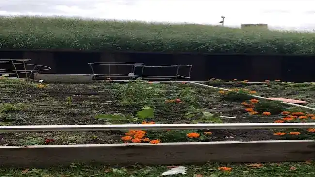Urban Gardens at City College