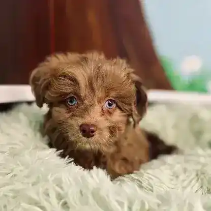 Vanity Pups Boutique