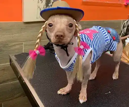 Vet Wheels