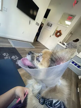Veterinary Eye Center of New York City (Chelsea)