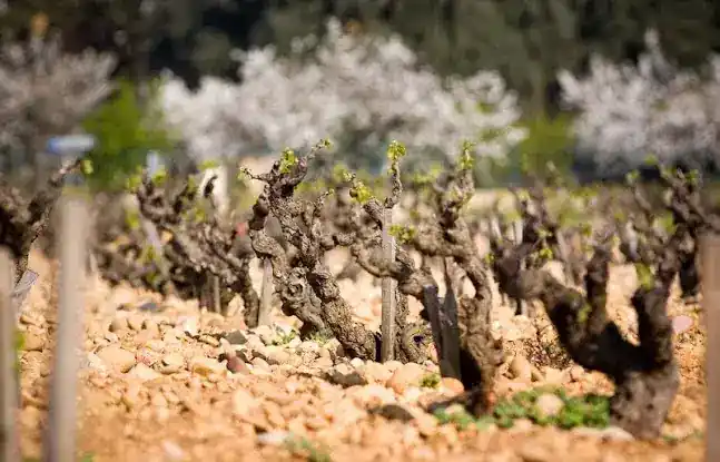 Vineyard Distributors
