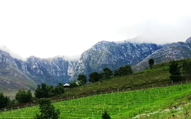 Vision Wine Brands