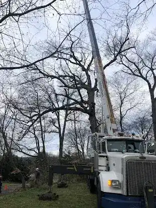 Vivar Tree Services LLC