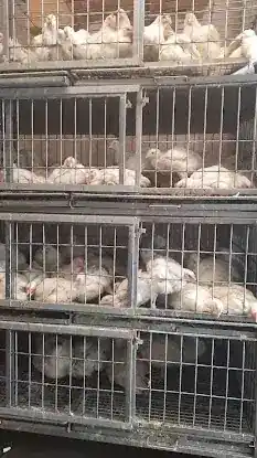 Vivero Live Poultry Farm
