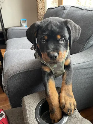 Von Calvario Rottweilers Kennel