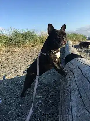 Walkies project