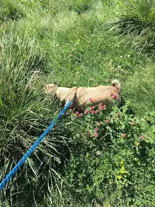 Walkies Project