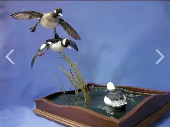 Walsh Taxidermy