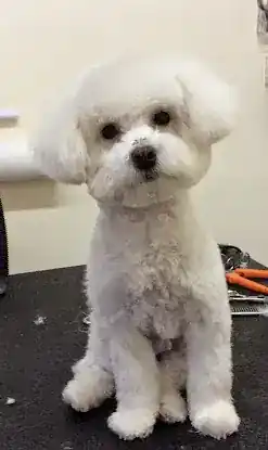 WANDA'S PET GROOMING L.L.C.