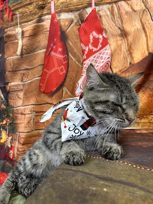 WandererHub Pet Salon- Washington Heights