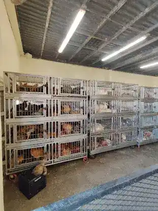 Watkins Street Live Poultry