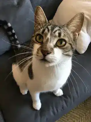 Wendy's Pet Care NYC