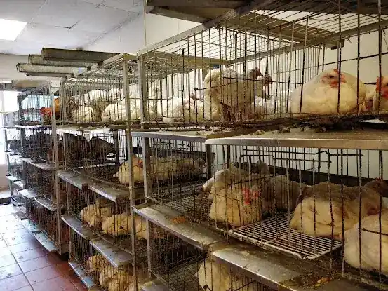 Western Live Poultry Market
