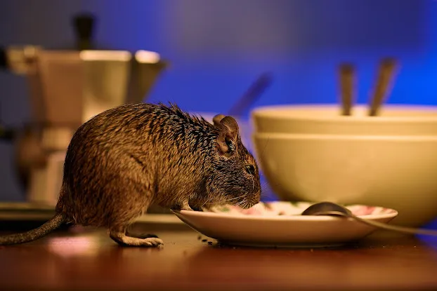 Western Pest Services
