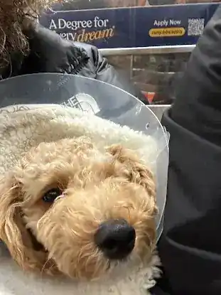 Westside Animal Hospital