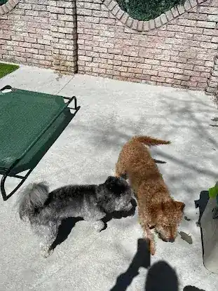 Wet Noses Pet Sitter