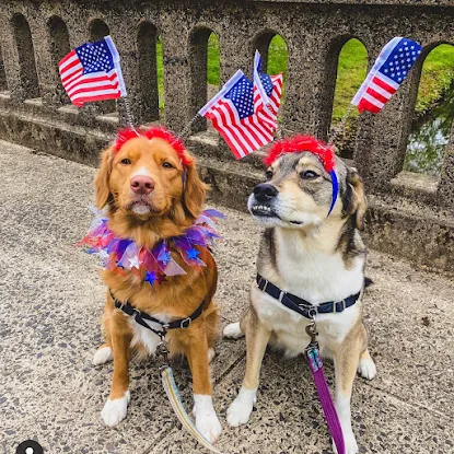 What About the Pets - NJ Dog Walkers & Pet Sitters