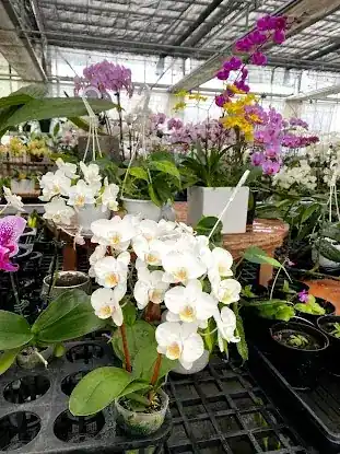 White Plains Orchids, Orchid Farm and Shop