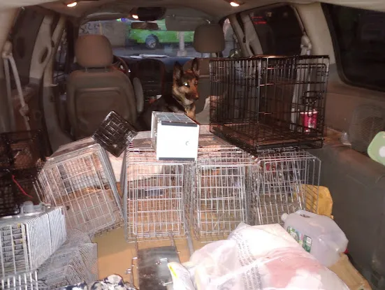 Wildlife Racoon Removal NY