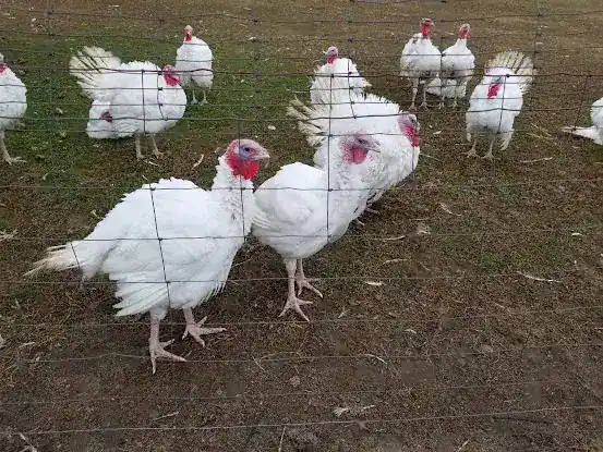 Will Miloski's Poultry Farm