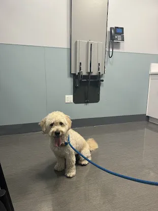 Williamsburg Veterinary Clinic