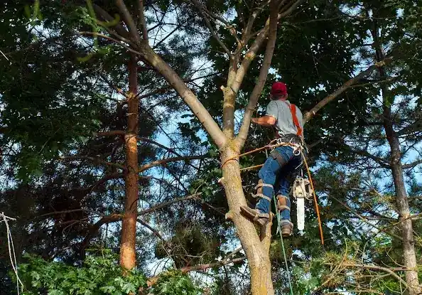 Wilson's Tree Services