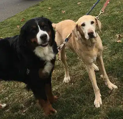 Wolfy Dogwalking