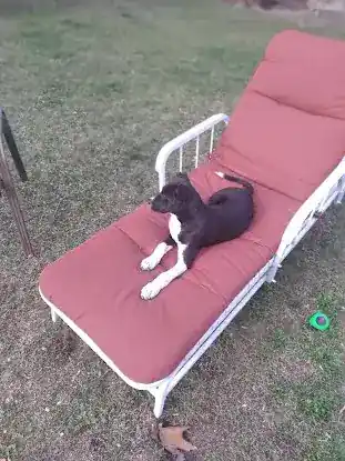 Woof Dog Rescue, Inc.