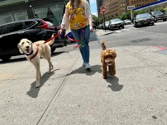 Woofle Dog Walking