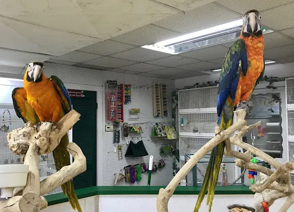 World of Birds