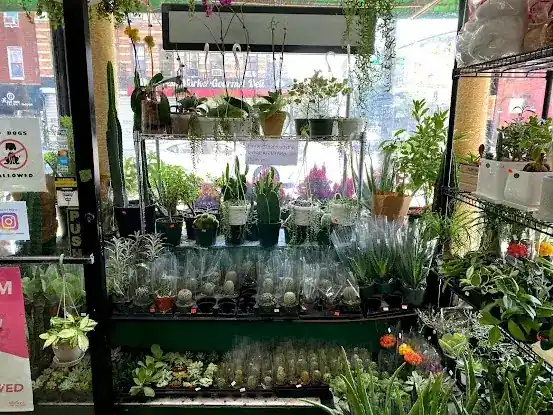 World of Flowers