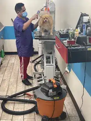 wow 4 paws pet service inc